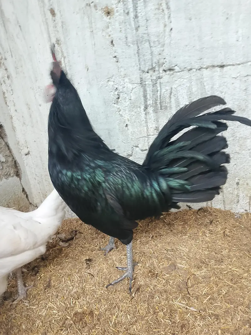 ayam semani crose male — photo 4