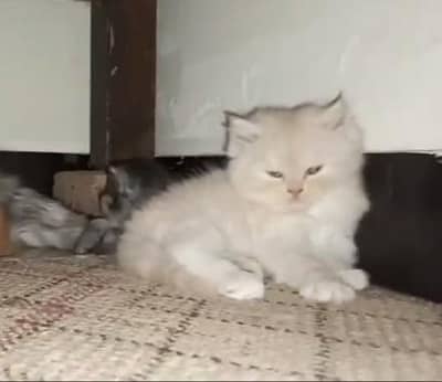 PURE PERSIAN KITTEN PUNCH FACE.
