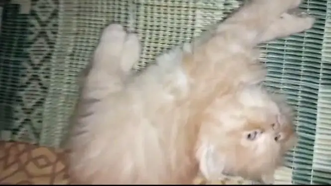 PURE PERSIAN KITTEN PUNCH FACE. — photo 2