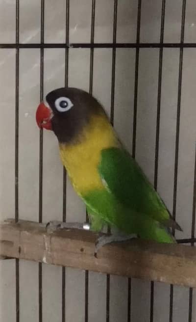 Selling Birds