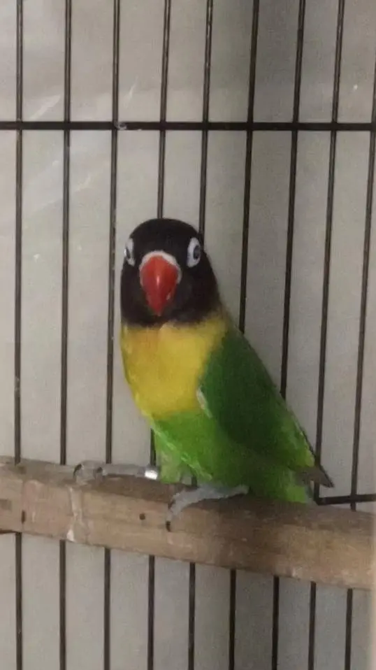 Selling Birds — photo 2