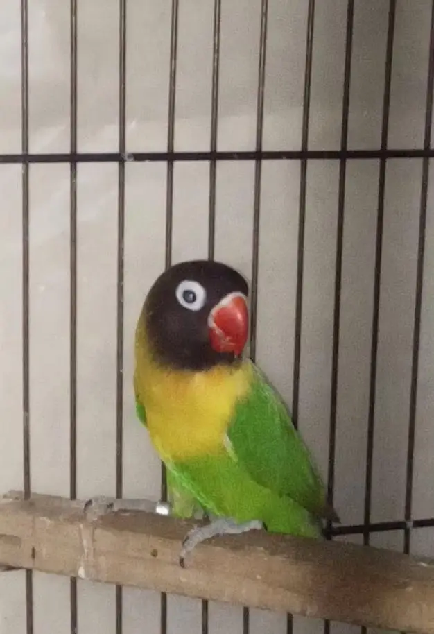 Selling Birds — photo 3