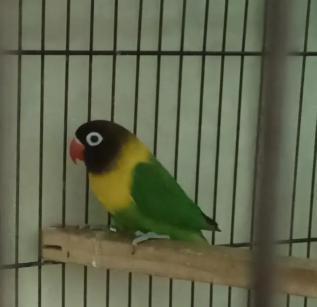Selling Birds — photo 4