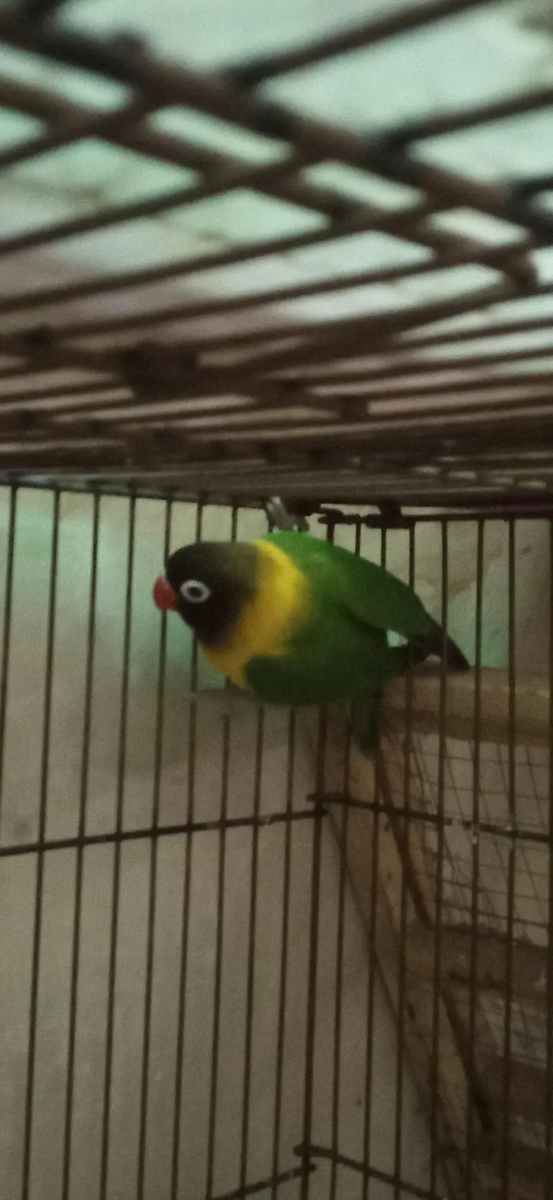 Selling Birds — photo 5