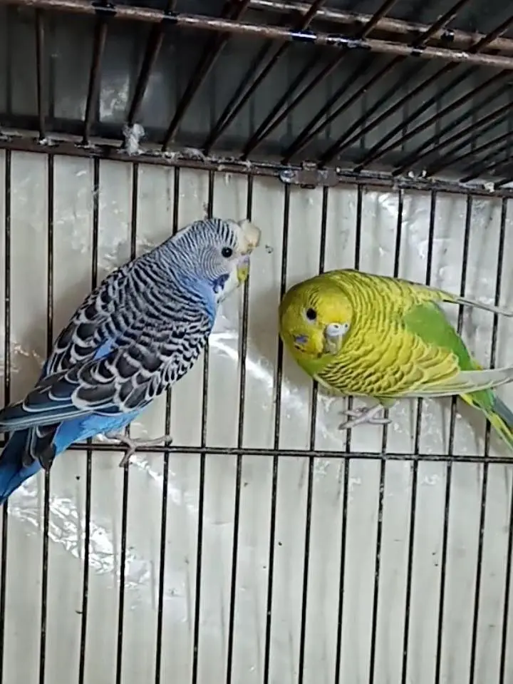 Selling Birds — photo 6