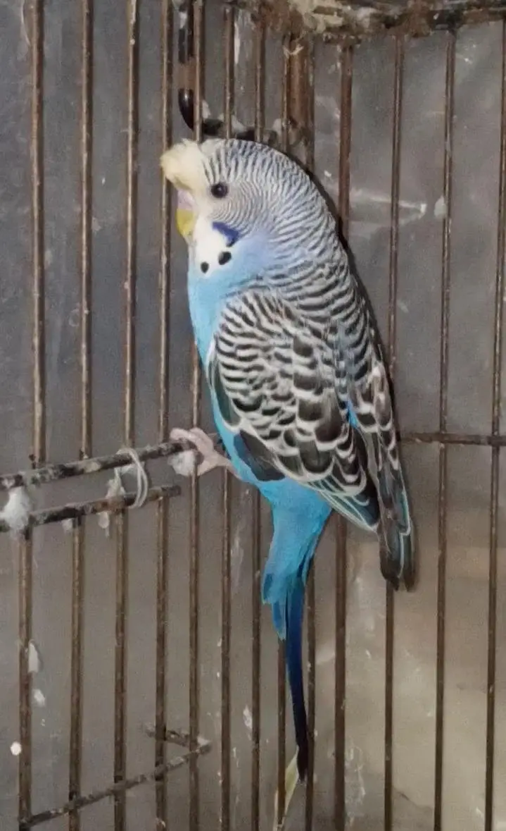 Selling Birds — photo 7