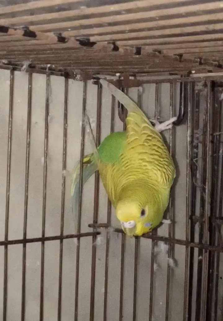 Selling Birds — photo 8
