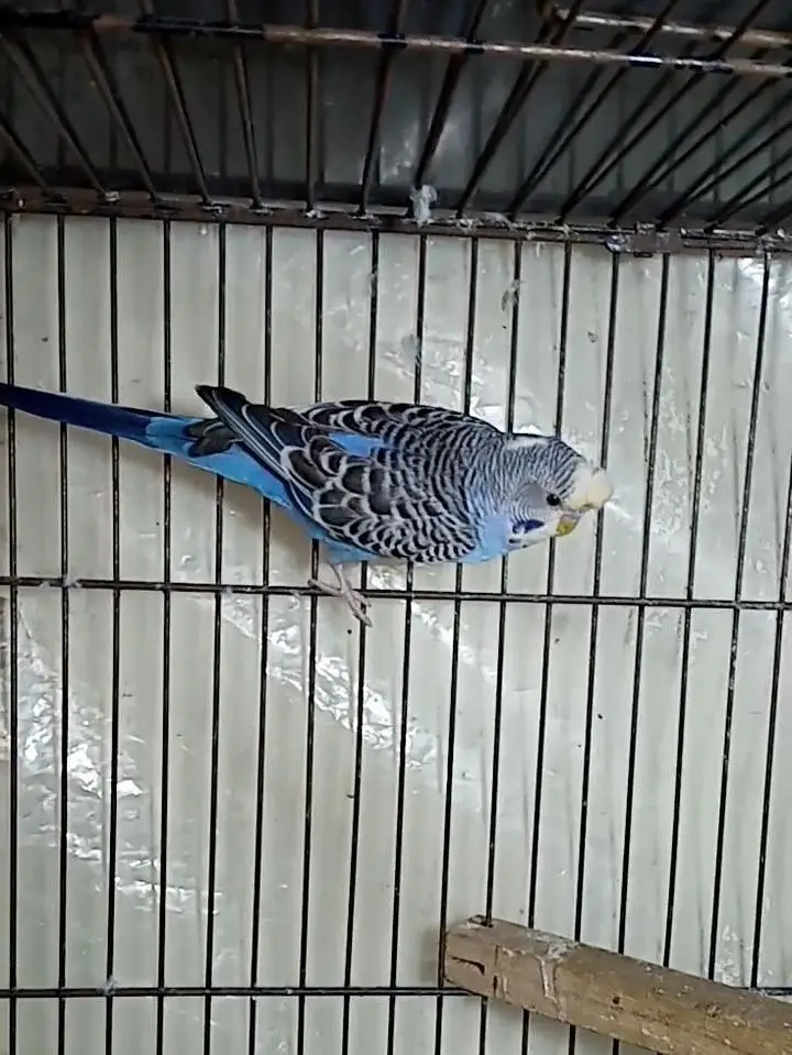 Selling Birds — photo 10