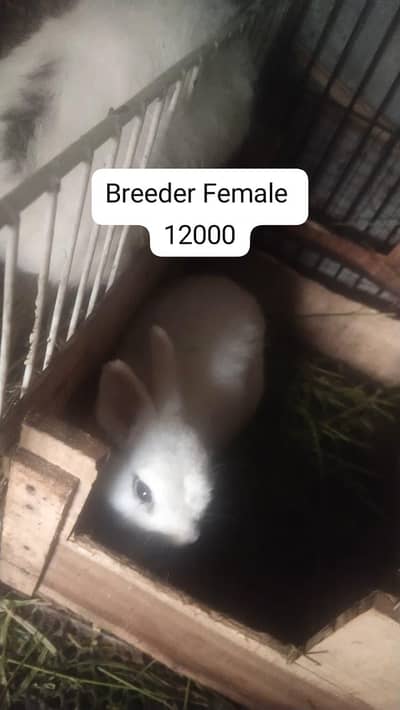 Drawf Hotot Rabbit  breeder Female