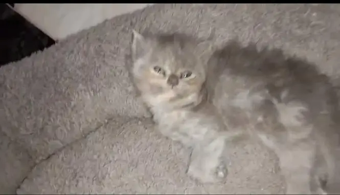 BhalO persian punch face Healthy kitten — photo 3