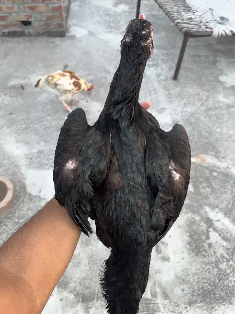 Thi Black eyes me h — photo 5