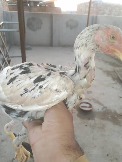 beautiful lasani pathe