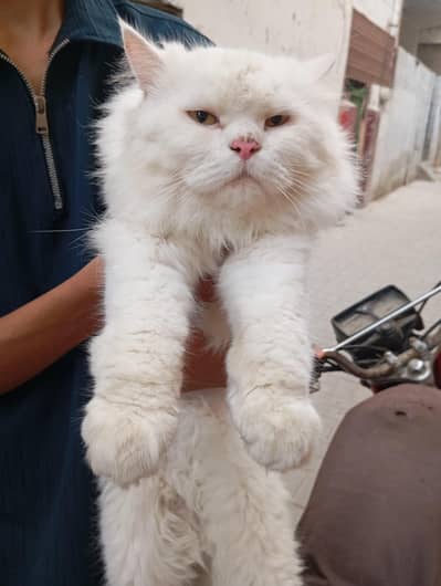 cat persion
