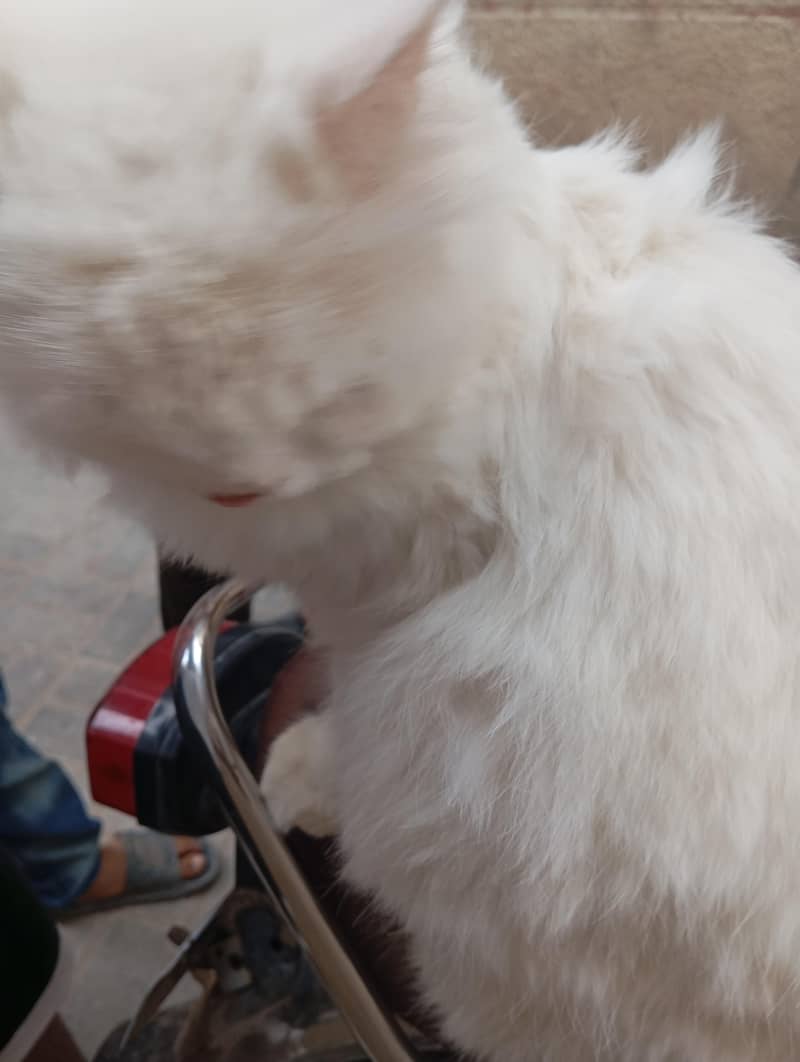 cat persion 1