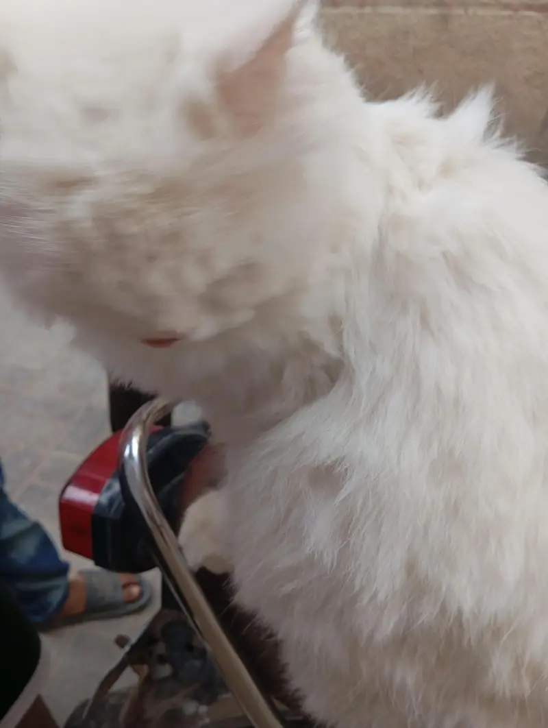 cat persion — photo 2