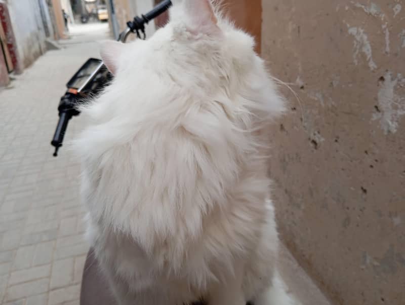 cat persion 2