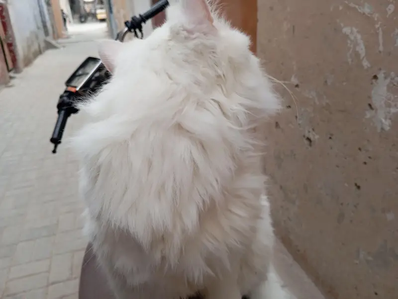 cat persion — photo 3