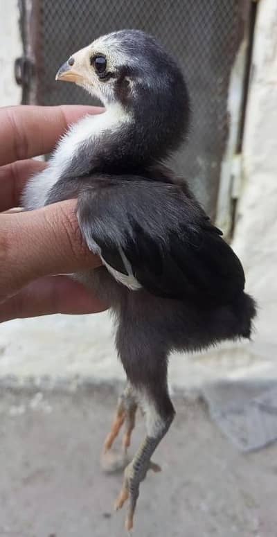 Thai aseel chicks