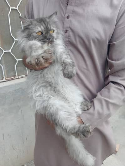 cat for sale