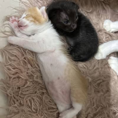 Two male kittens