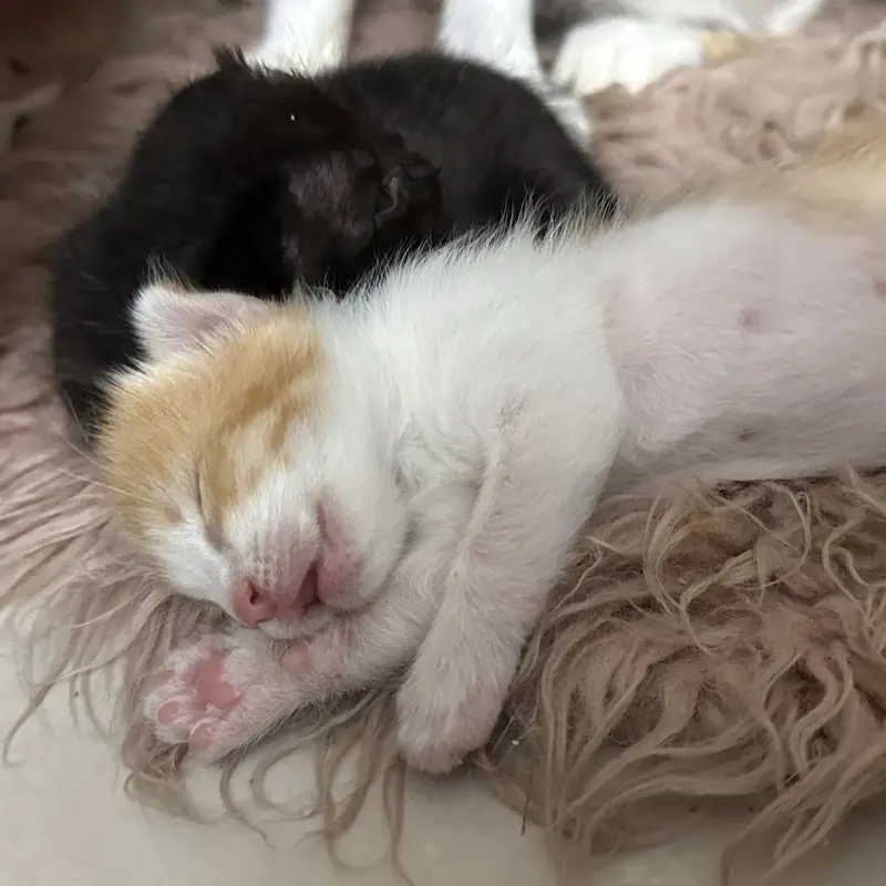 Two male kittens — photo 2