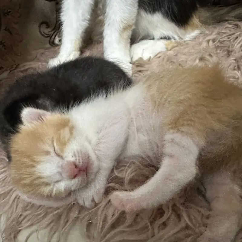 Two male kittens — photo 3