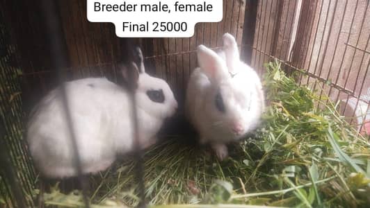 hotot drawf rabbit setup for sale