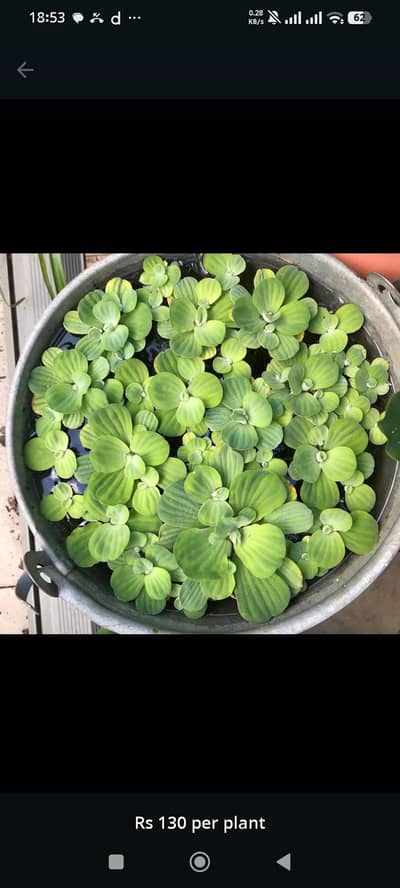 Water plants , hydrilla and Aquatic plants