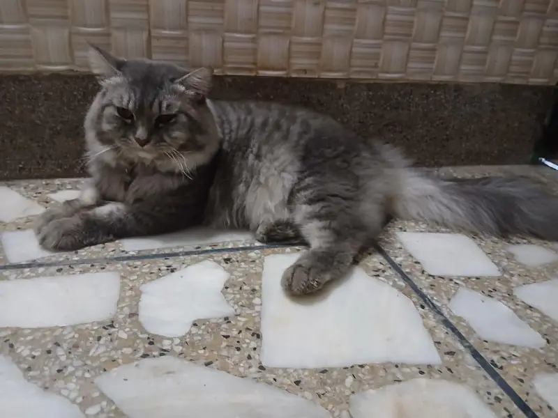 Home Breed — photo 3