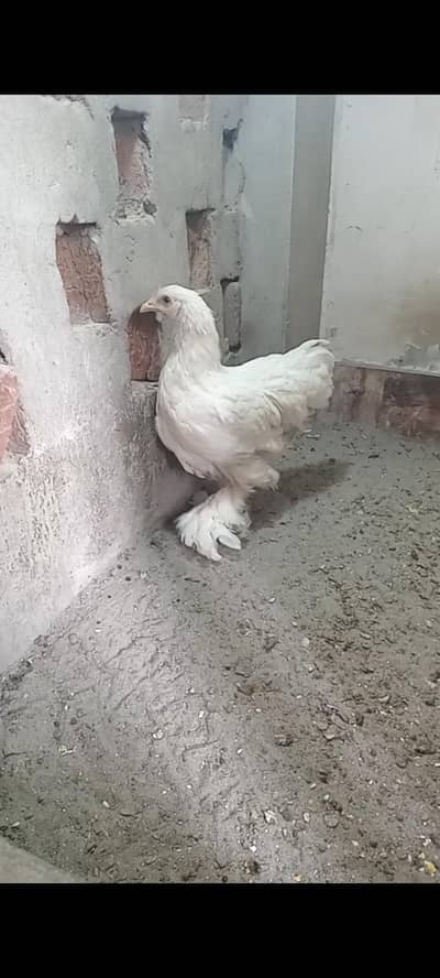 white heavy buff female and 3 mix pigeons 0326/7678/540
