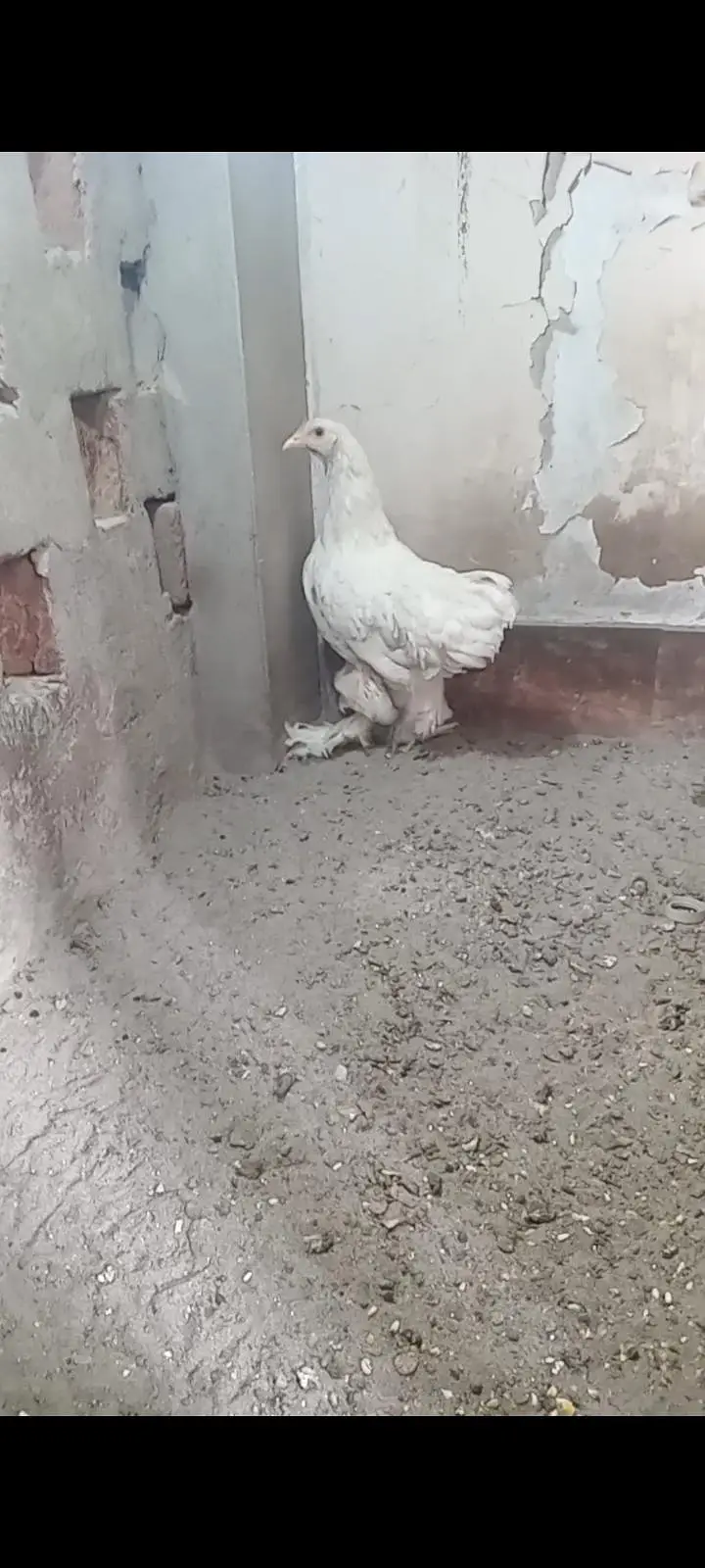 white heavy buff female and 3 mix pigeons 0326/7678/540 — photo 2