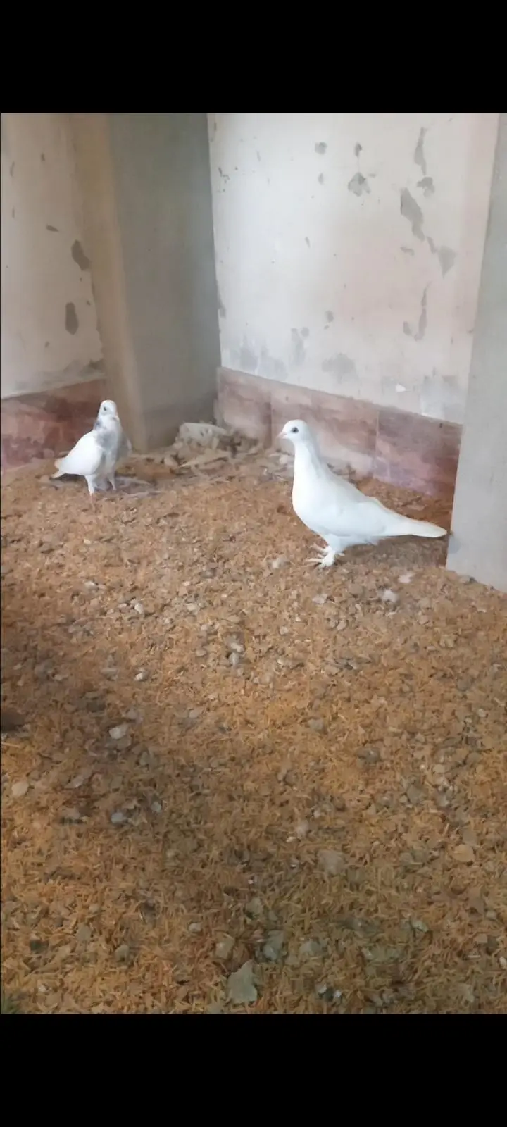 white heavy buff female and 3 mix pigeons 0326/7678/540 — photo 3