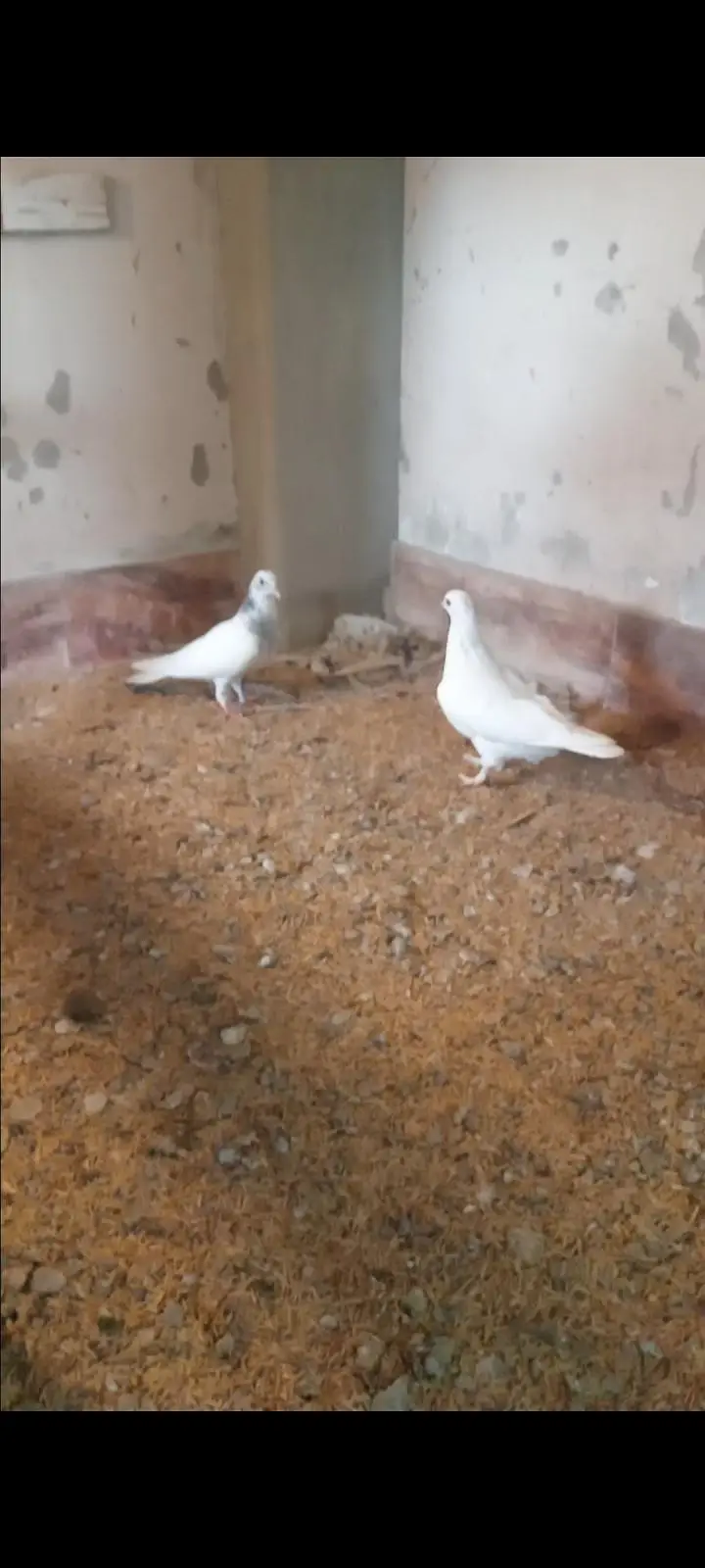 white heavy buff female and 3 mix pigeons 0326/7678/540 — photo 4