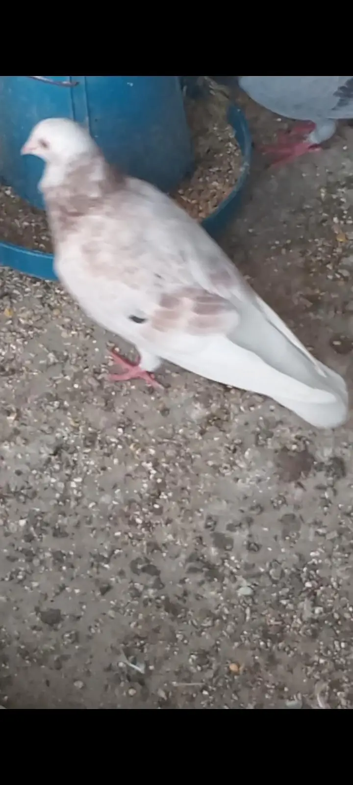 white heavy buff female and 3 mix pigeons 0326/7678/540 — photo 5