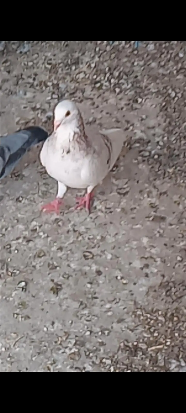 white heavy buff female and 3 mix pigeons 0326/7678/540 — photo 6