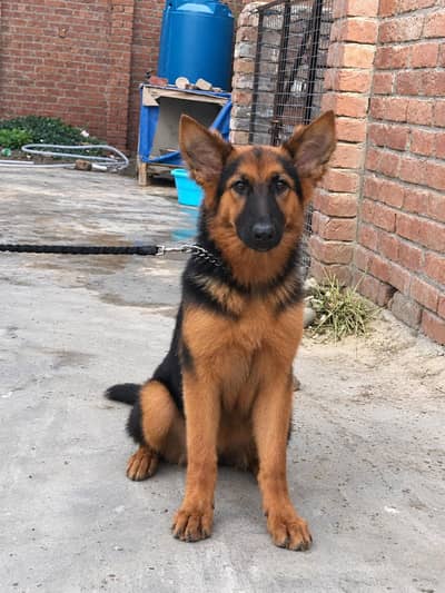 *Female German Shepherd Dog*