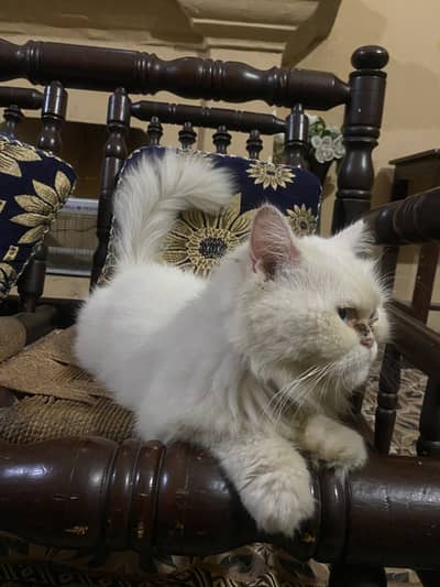 White persian female