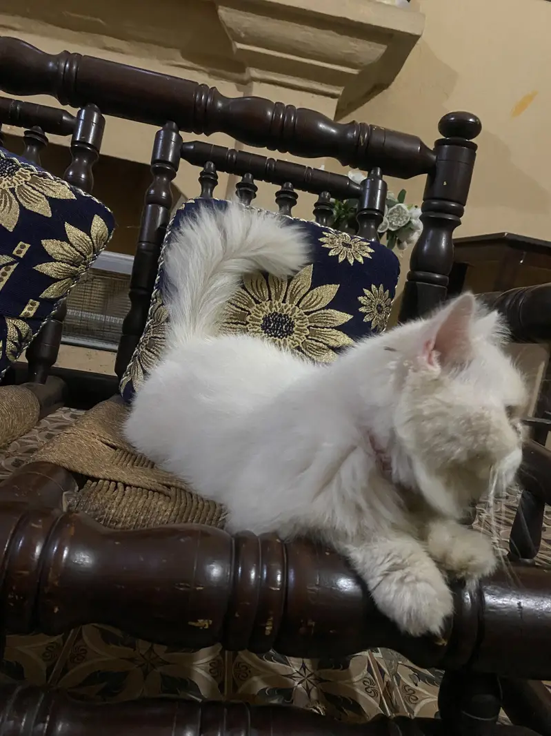 White persian female — photo 2