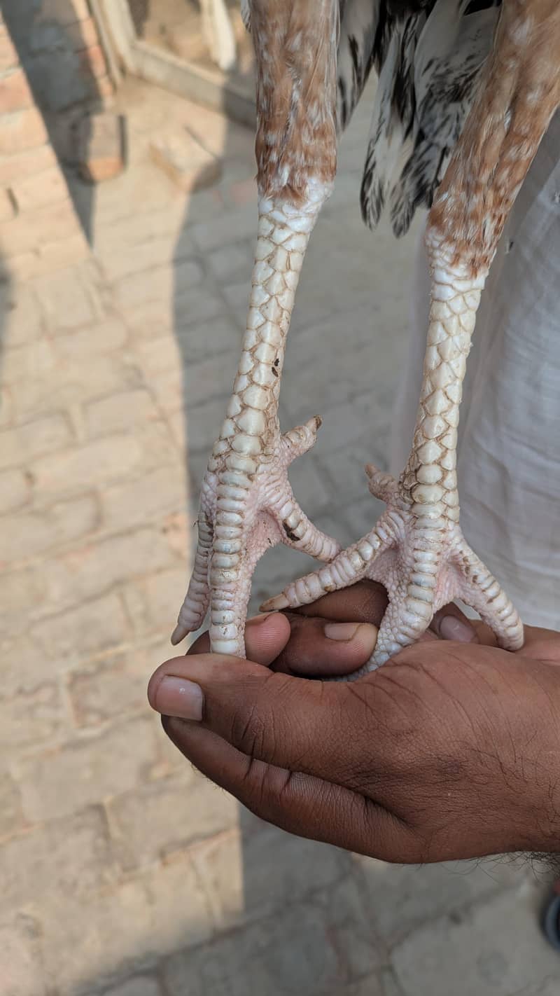 میانوالی 1
