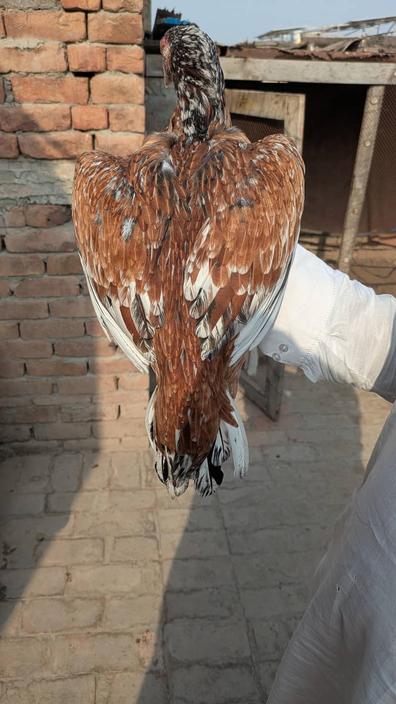 میانوالی 3