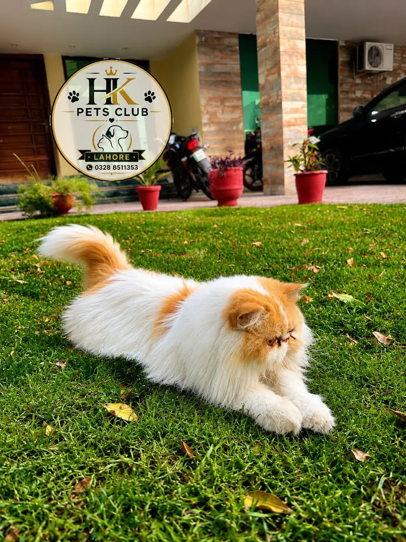 Peki face male for stud | CFA Bloodline peki face cat | cat stud — photo 2