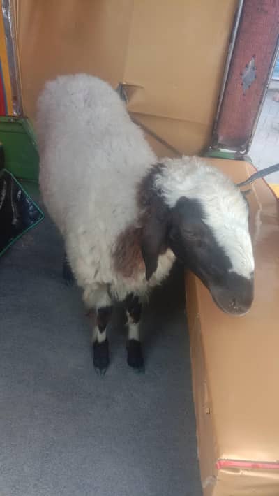 baby sheep  for sale female