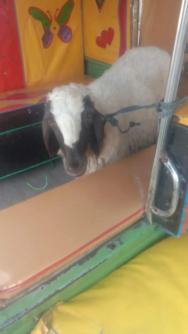 baby sheep  for sale female — photo 2