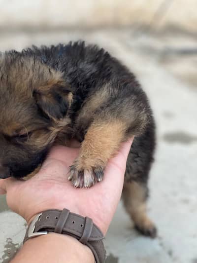 GERMAN SHEPHERD PUPPY