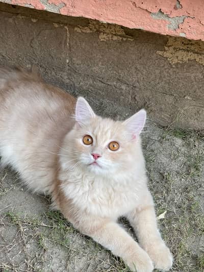 Persian cats