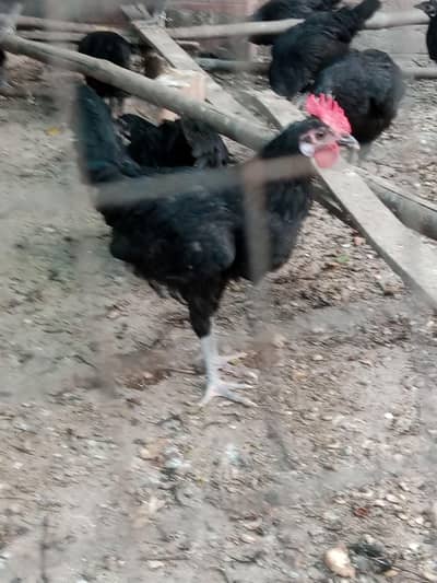 Astralop males and Astralope cross male for sale