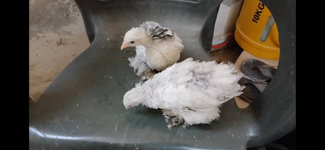 Lohmanbrown hens // Silkie chicks // Light Sussex