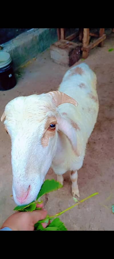 dunmba for sale boht achi nasal ur wazan wlla