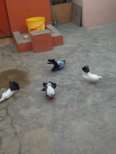 lakka pair for sell