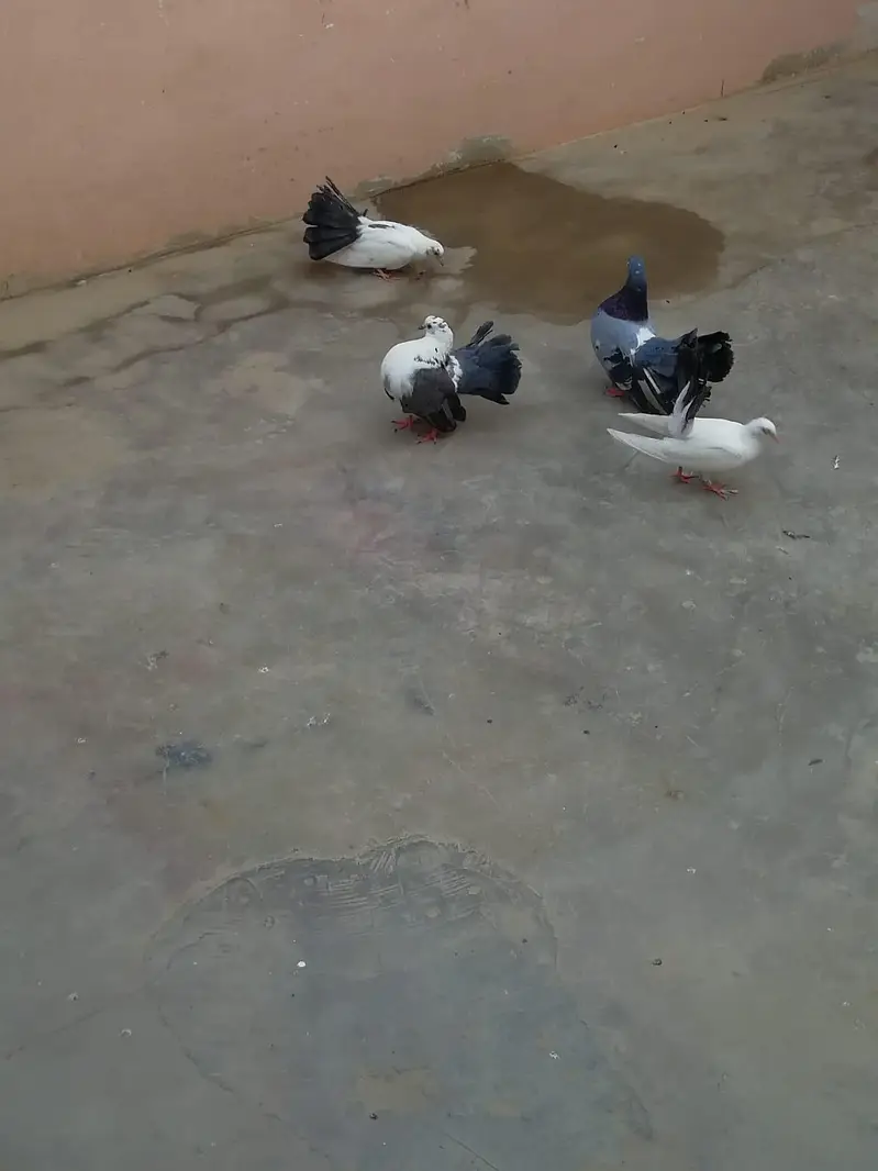 lakka pair for sell — photo 2